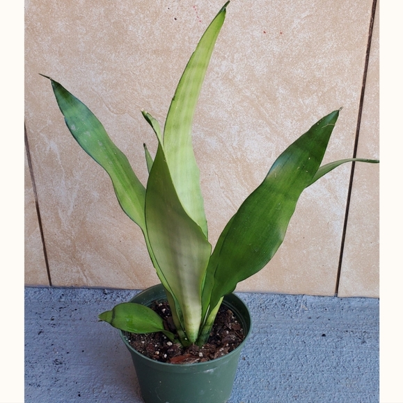 Sansevieria Moonlight | 4" pot - Picture 2 of 5